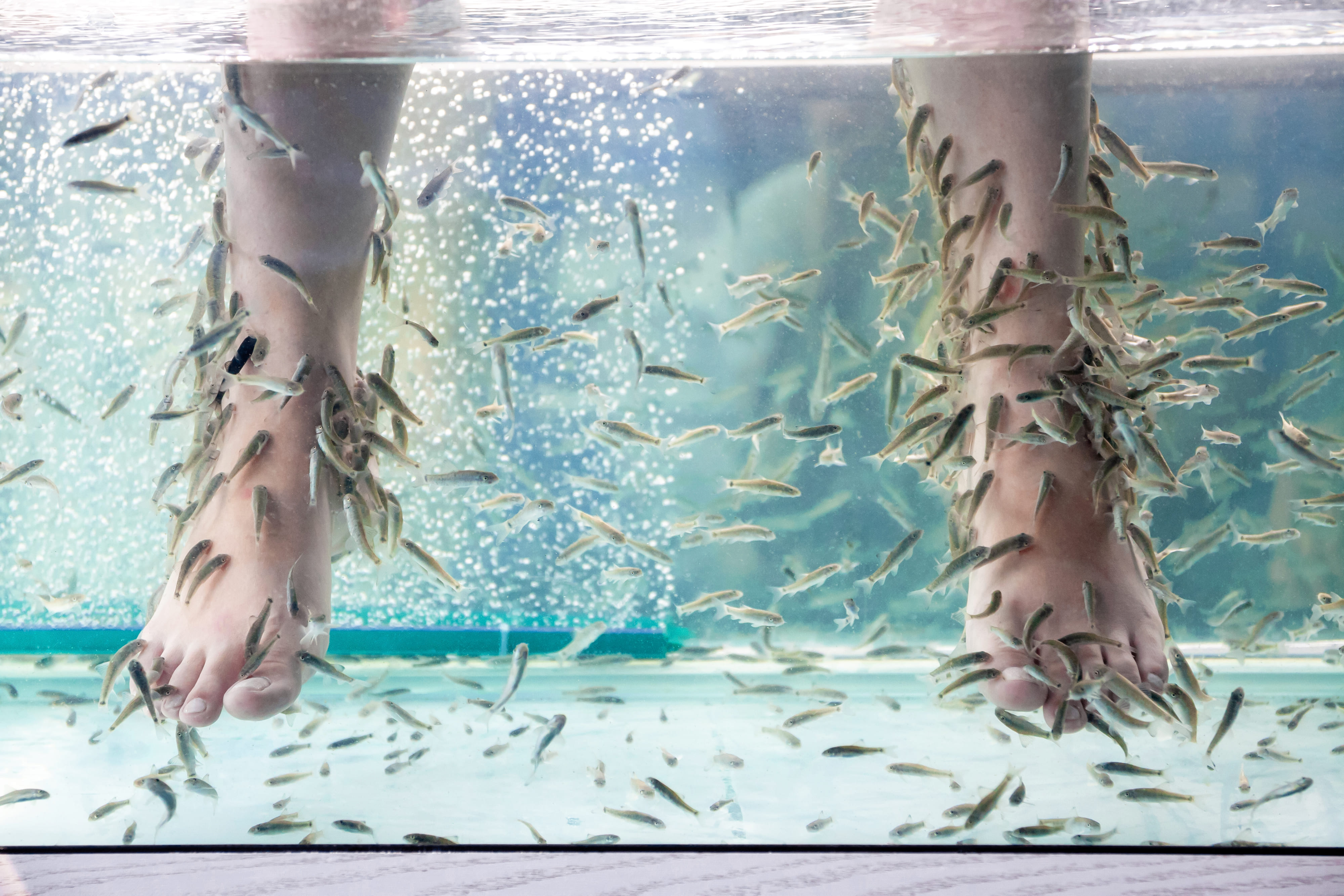 Fish Spa